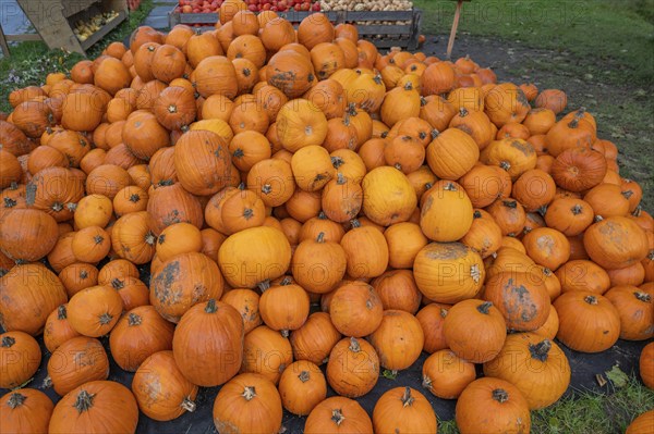 Pumpkins piled up for sale, Hokkaidos, Bavaria, Germany, Europe
