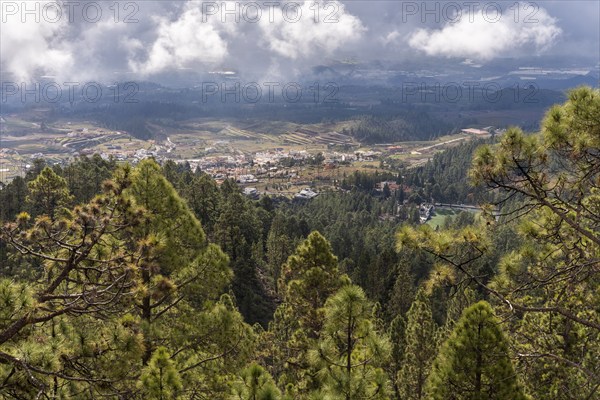 View over pine forest to landscape in the south of Tenerife. Tenerife, Canary Islands, Spain,