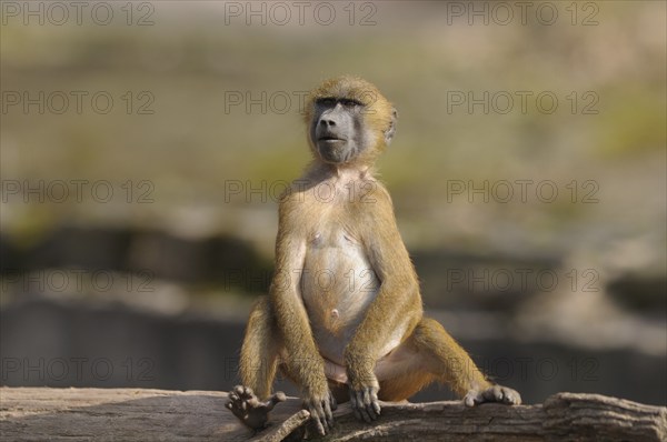 A young baboon sits attentively on a tree trunk, Guinea baboon (Papio papio), captive, Germany,