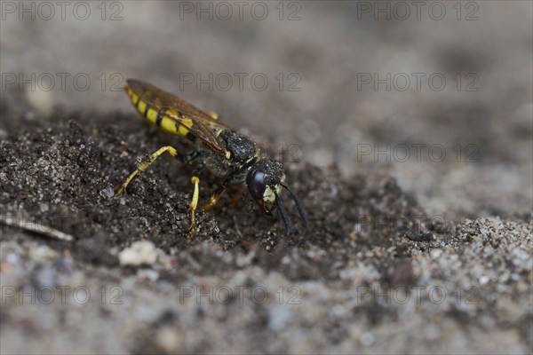 Beewolf digging (Philanthus triangulum) Lower Saxony, Germany, Europe
