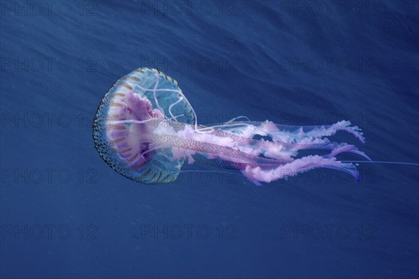 Elegant luminous jellyfish (Pelagia noctiluca) floating in the blue depths of the ocean, dive site
