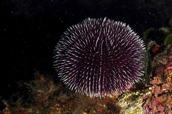 Dark Sphaerechinus granularis (Sphaerechinus granularis) with contrast in black underwater