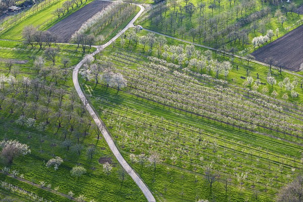 Spring in the Ortenau district, blossoming orchards, drone photo, Sasbach, Baden-Württemberg,