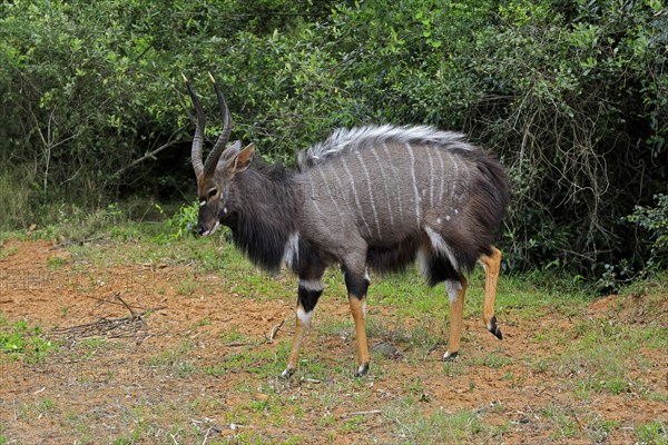 Nyala (Tragelaphus angasii), adult, male, foraging, Saint Lucia Estuary, Isimangaliso Wetland Park,