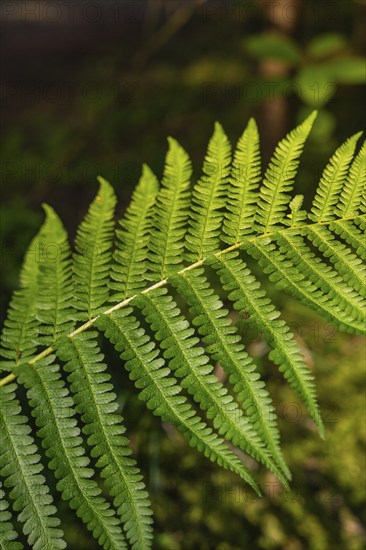 Close-up of a green fern leaf in the forest, Black Forest, Gechingen, Germany, Europe