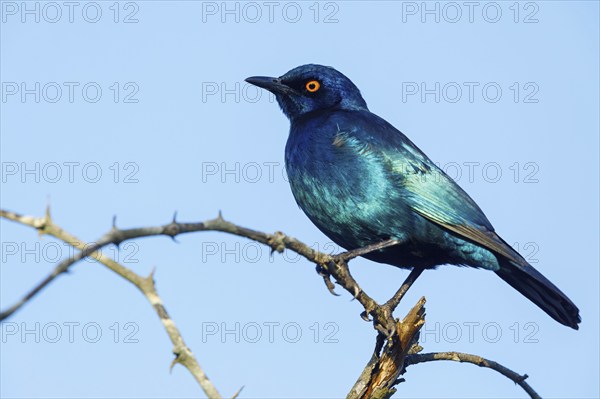 Cape starling (Lamprotornis nitens), Mkuze Game Reserve, Mkuze, KwaZulu-Natal, South Africa, Africa