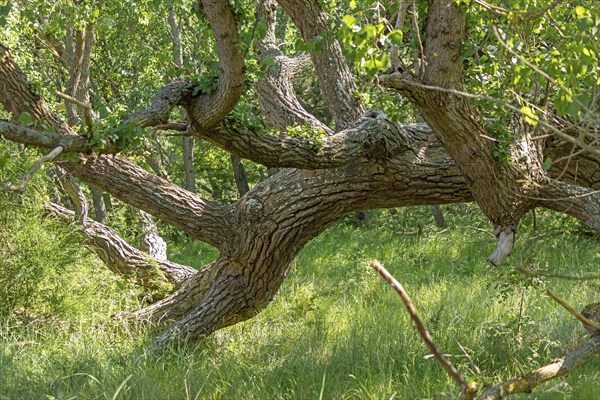 Lying tree, Darßer Ort, Born a. Darß, Mecklenburg-Vorpommern, Germany, Europe