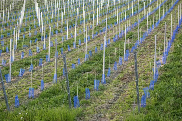 Vineyard, newly planted and cultivated, mulching, organic, Rems Valley, Baden-Württemberg, Germany,