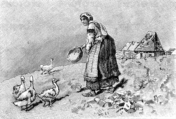 Farmer's wife in Bulgaria feeding the geese, Illustration from 1880, Historical, digital