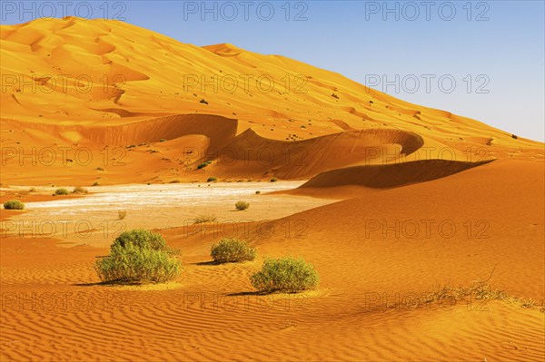 Wind-sculpted curved sand dunes with green vegetation, in the Rub al Khali desert, Dhofar province,