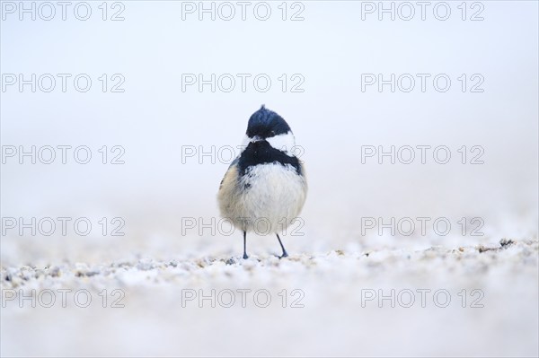Coal tit (Periparus ater) on the ground in the snow in winter, Bavaria, Germany, Europe