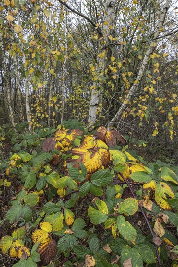 Autumn leaves of blackberry (Rubus fruticosus) in front of a birch (Betula pendula), Emsland, Lower