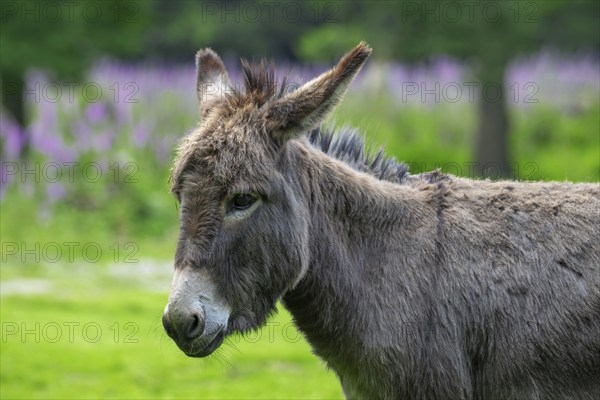 Miniature donkey, close-up portrait in meadow with flowers in spring, Mediterranean donkey breed