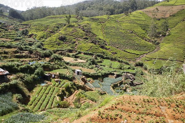 Tea plantations in Nuwara Eliya, Central Province, Sri Lanka, Asia