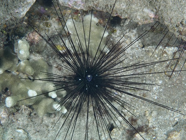 Arbacia lixula with long spines, Diadem sea urchin (Diadema setosum), on sandy seabed, dive site