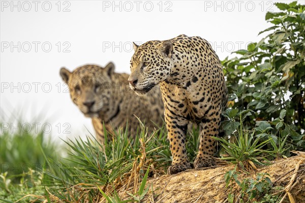 Two jaguars (Panthera onca), North Pantanal, Barão de Melgaço, Joselândia, Mato Grosso, Brazil,