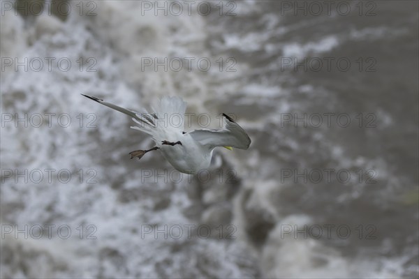 Black-legged kittiwake (Rissa tridactyla) adult bird flying over the sea, England, United Kingdom,