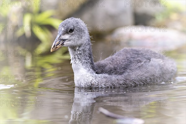 Eurasian Coot chicks (Fulica atra) swimming in the water, drinking, profile view, in the background