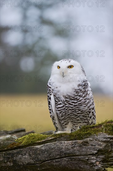 Snowy owl on branch (Bubo scandiacus) captive, Czech Republic, Europe