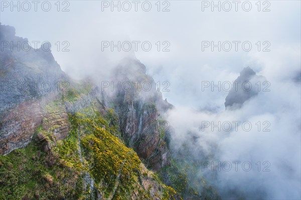 A mountain covered in fog and clouds with blooming Cytisus shrubs. Near Pico de Arieiro, Madeira