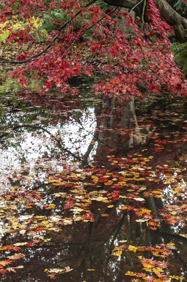Japanese fan maple (Acer palmatum Trompenburg), autumn colours, Emsland, Lower Saxony, Germany,