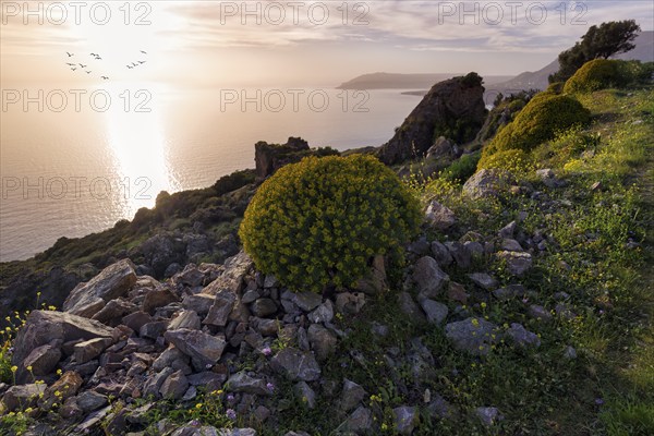 Striking rocky coast in spring, evening sun, backlight, Messinian Gulf, Ionian Sea, Mani, Greece,