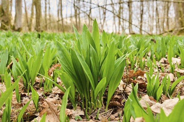 Wild garlic (Allium ursinum) growing in a forest in spring, Bavaria, Germany, Europe
