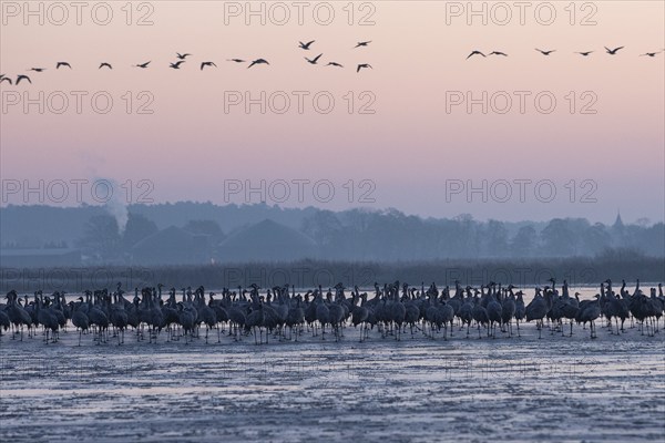 Crane (Grus grus) Resting and roosting on frozen lake, autumn crane migration, Brandenburg,