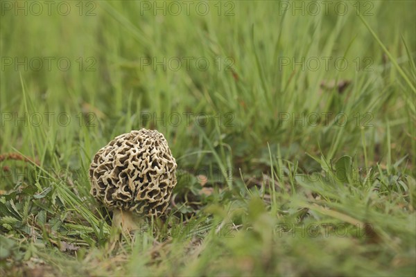 Grey edible morel, common morel, morels (Morchella vulgaris), morel, Morchella, Morchelartige,