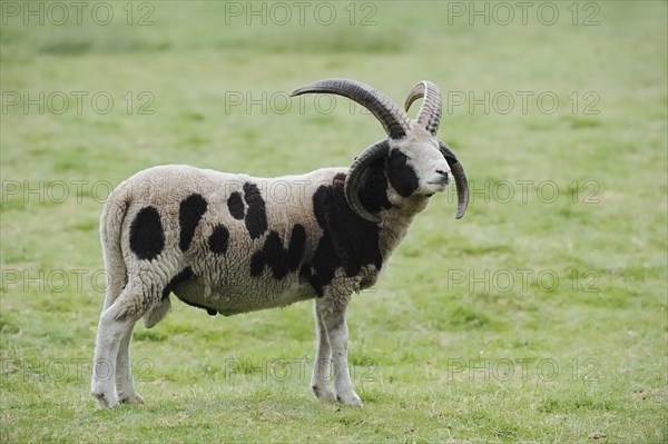 Jacob sheep (Ovis ammon f. aries), ram, Lower Saxony Germany