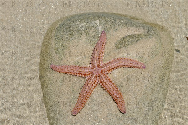 Common starfish (Asterias rubens) on a stone in a tidal pool, Brittany, France, Europe