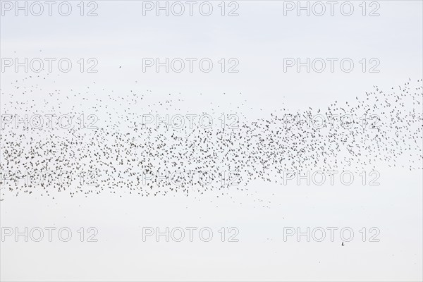 Common (Sturnus vulgaris) starlings fly together, in perfect symbiosis to protect themselves from