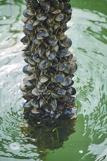 Blue (Mytilus edulis) mussels hanging on a rope at mussel farm of Musclarium near la rapita, ebro