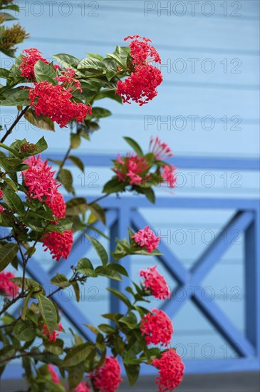 Maltese cross flower, jungle geranium (ixora coccinea), flower, plant, medicinal plant, red,