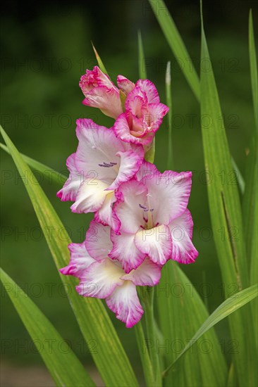 Sword lily (Gladiolus), Kiel, Schleswig-Holstein, Germany, Europe