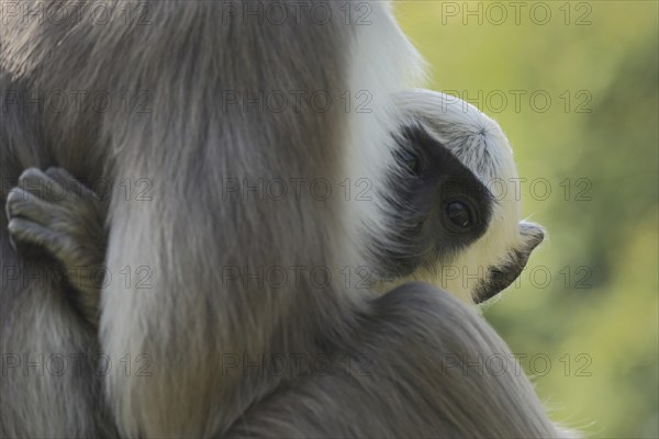 Northern plains gray langur (Semnopithecus entellus), two, mother, young, hidden, head, look,