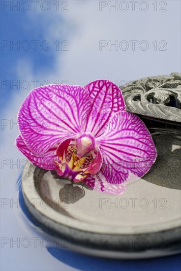Orchid flower in bowl (Phalaenopsis)
