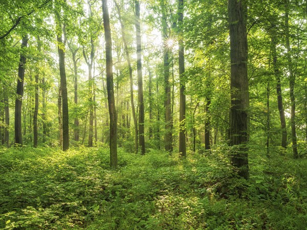 Sun shines through near-natural beech forest with dense undergrowth through natural regeneration,