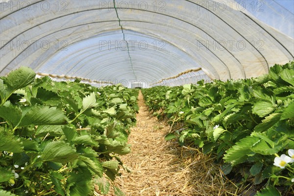 Strawberry fruit plants under tunnel dome greenhouse
