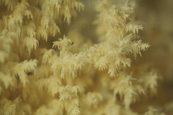 Branched spiny beard (Hericium clathroides), detail, Marko, monochrome, yellow, ochre, bizarre,