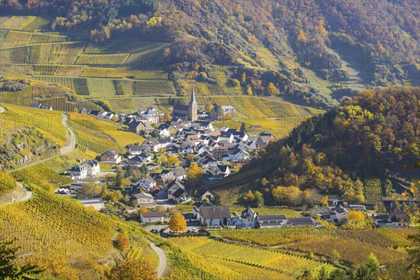 Vineyards in autumn, Mayschoß with parish church, red wine growing region Ahrtal, red wine of the