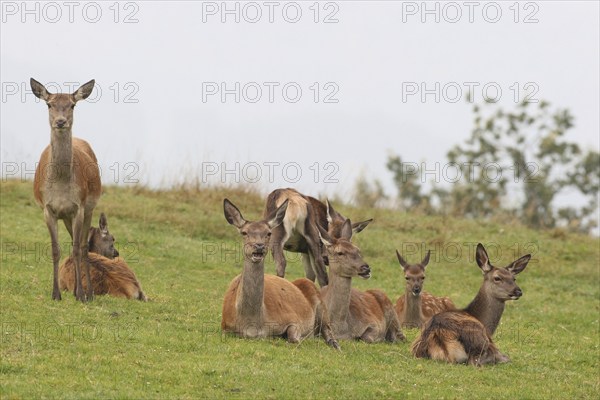 Red deer (Cervus elaphus) ruminating female lying on a mountain meadow during the rut, Allgäu,