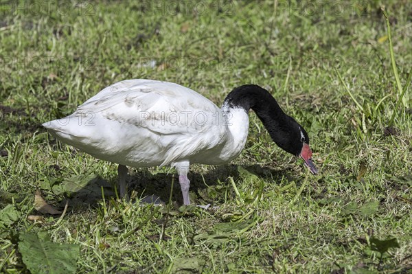 Black-necked swan (Cygnus melancoryphus) native to South America foraging in grassland