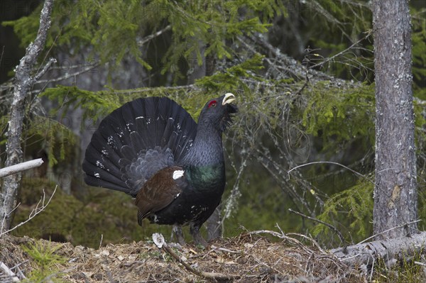 Western Capercaillie (Tetrao urogallus), Wood Grouse, Heather Cock calling during courtship display