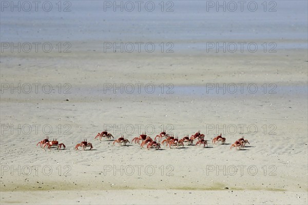 Painted ghost crabs, cart driver crab (Ocypode gaudichaudii) on the beach at Puerto Villamil on