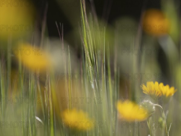 Photo art, depicted by blurred out of focus flowers of the rough hawksbeard (Crepis biennis),