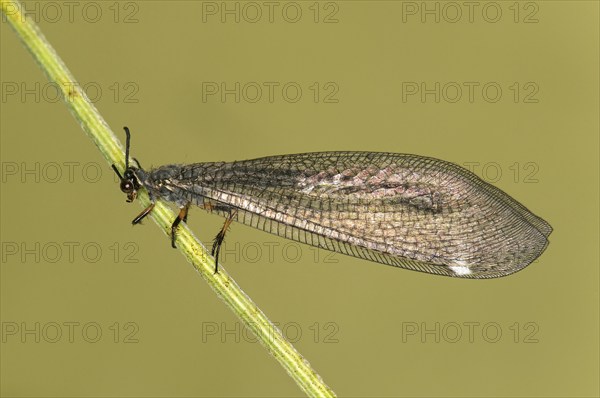 Common formicarius (Myrmeleon formicarius), Valais, Switzerland, Europe