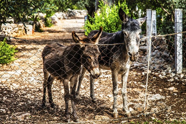 Donkey, mountainous and bay-rich Lustica peninsula, lies off the fjord-like Bay of Kotor in the