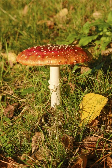 Fly agaric (Amanita muscaria) in a meadow, close-up, Emsland, Lower Saxony, Germany, Europe