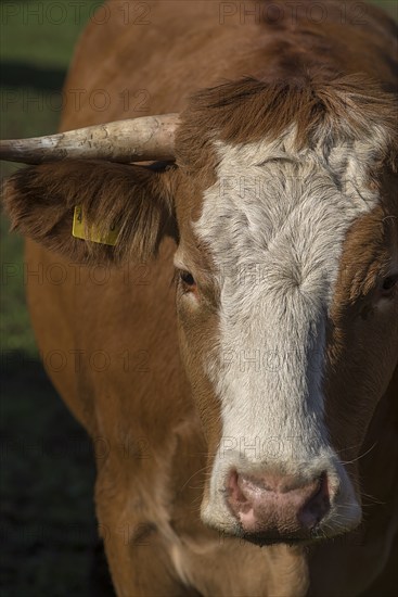 Portrait of Buntscheck cattle, Franconia, Bavaria, Germany, Europe
